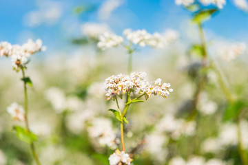 Poster - Buckwheat growing on the field