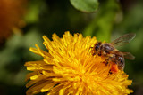 Fototapeta  - Bee on a yellow dandelion  flower collecting pollen and gathering nectar to produce honey in the hive
