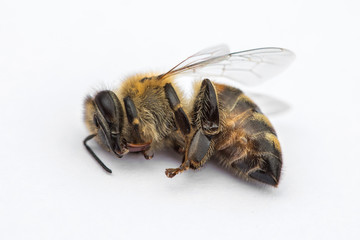 Macro image of a dead bee on a white background from a hive in decline, plagued by the Colony collapse disorder and other diseases