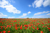 Fototapeta Maki - Summer landscape with poppy fields