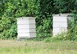 © cheekylorns - bees beehive bee-hive wooden  in uk garden for bees hive background copy space white wood stock, photo, photograph, image, picture