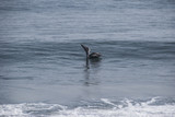 Fototapeta Konie - pelican