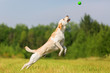 labrador dog jumps for a ball