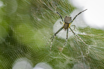 Image of Cyrtophora Moluccensis Spider(Male)(Doleschall, 1857., Tent Spider) on the spider web. Insect Animal