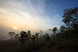 Fototapeta Sawanna - Tree on meadow at sunrise and mist. Landscape beautiful sunrise