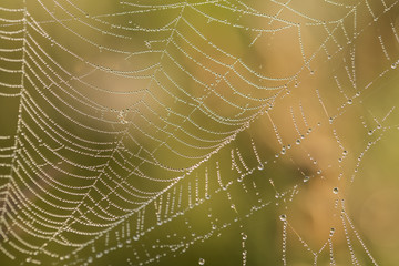 spider's web with dew droplets