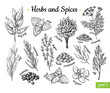 Herbs and Spices. Hand drawn vector illustration set. Engraved style flavor and condiment drawing. Botanical vintage food sketches.