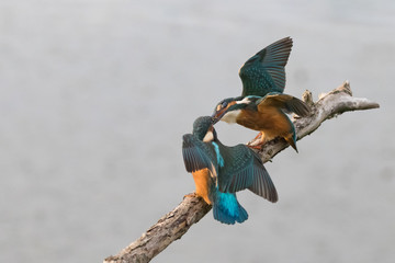 Kingfishers Arguing 2