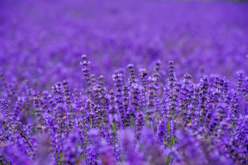 Wall Mural - lavender fields in the garden ,furano in Japan on summer time