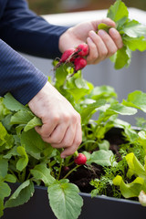 Wall Mural - man gardener picking radish from vegetable container garden on balcony