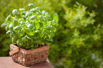 Canvas Print - fresh basil herb in garden