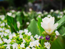 Siam Tulip Flower,Beautiful Nature.