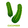 Cucumber flat illustration
