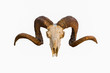 © Kai Beercrafter - Natural skull of ram with curved horns on white isolated background