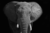 Fototapeta Sypialnia - Large African elephant walking into the light