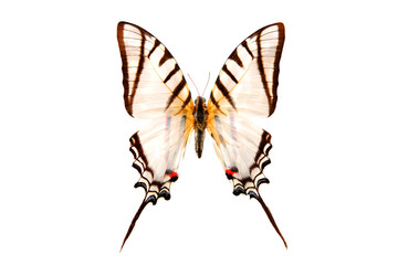 Poster - White butterfly eurytides protesilaus