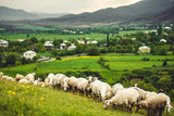 Fototapeta  - Sheeps