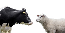  Cow And Sheep On A White Background