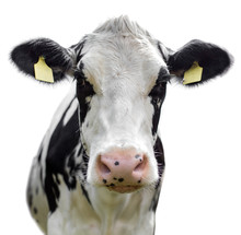  Friesian Cow On White Background