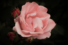 Rose With Rosebuds On A Dark Background, Soft And Romantic Vintage Filter, Pink Tone Flower