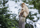 Fototapeta Zwierzęta - Macaca sits with his youngster on a wooden stump