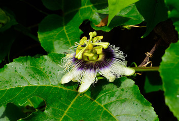 Wall Mural - Fetid passionflower