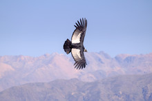 Condor Flying Above Colca Canyon In Peru