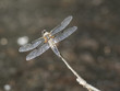 Eine Libelle (Vierfleck) sitzt auf einem kleinen Ast über der Wasseroberfläche. Das Foto wurde von oben aufgenommen.