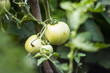 Dojrzewające na krzakach pomidory, których owoce pojawiają się w różnym czasie, w zależności od odmiany.