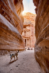 Wall Mural - The temple-mausoleum of Al Khazneh in the ancient city of Petra in Jordan. The dog on the foreground.