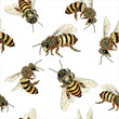 Bee seamless pattern in honey spectrum color. Vector illustration of sketched bees from various angles in detail.
