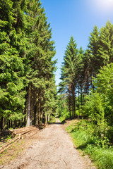 Wanderweg mit Sonnenschein im Aachener Wald zum Dreiländereck Deutschland, Niederlande, Belgien