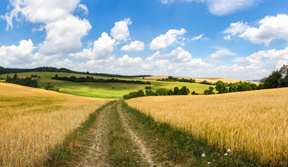 Wall Mural - Dirt road between golden corn fields