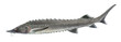Freshwater fish of the Far East - sturgeon, Isolated on a white background, drawings watercolor