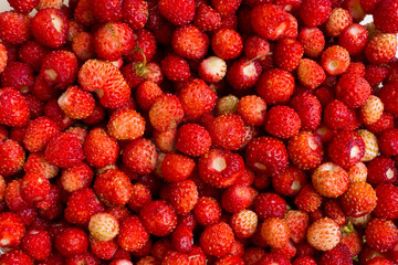 background wild strawberry collection. vitamin useful tasty berries. the gifts of nature to humans.