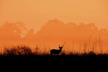 Deer In The Meadow A Black Silhouette Orange Background Beautiful Forest Atmosphere.