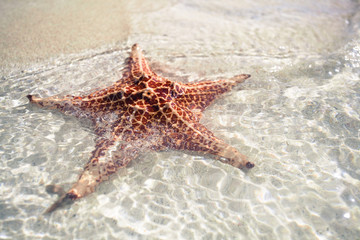 Closeup Starfish