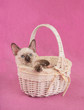 Precious tortie point Siamese kitten in an off white basket, looking up to the right of the viewer, against pink background