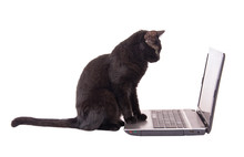 Black Cat Looking At A Laptop Screen With Her Paws On The Mouse Pad, Isolated On White
