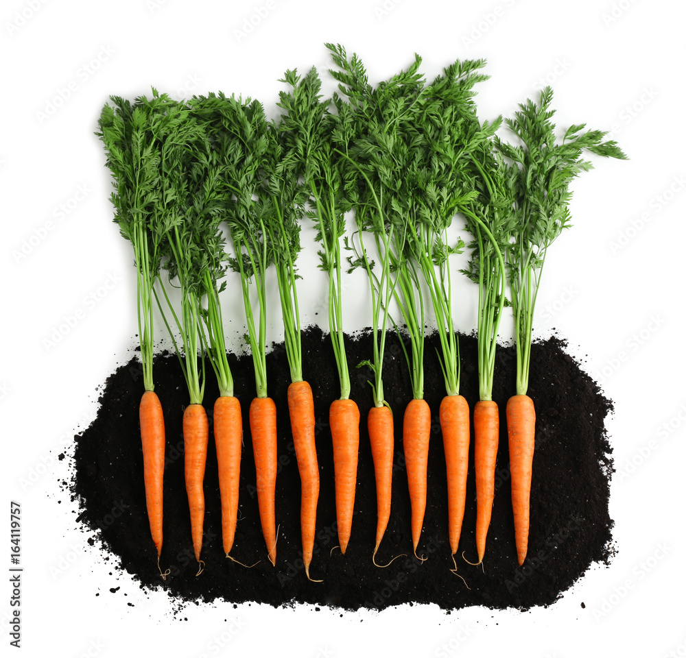 Fresh carrots and soil on white background