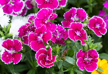 Wall Mural - Dianthus flower in the garden, ( Dianthus chinensis )