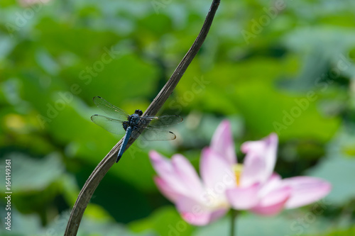 蓮畑の枝にトンボがとまる風景 Stock Photo Adobe Stock 蓮畑の枝にトンボがとまる風景 Stock Photo Adobe Stock