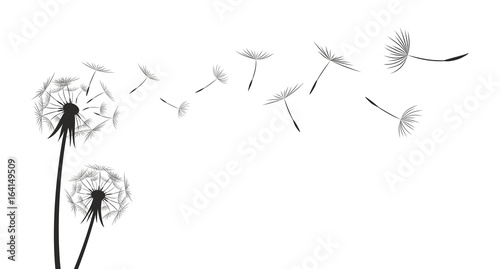 Flower field dandelion. Fototapeta