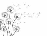 Fototapeta Kwiaty - Flower of field dandelion. 