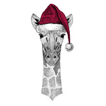 Camelopard, Giraffe Christmas Illustration Wild Animal Wearing Christmas Santa Claus Hat Red Winter Hat Holiday Picture Happy New Year