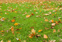 Green Grass And Fallen Leaves. Autumn Background.