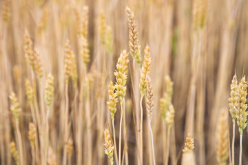 Landscape with wheat field in summer. Wheat wallpaper.