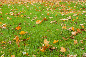 Green grass and fallen leaves. Autumn background.