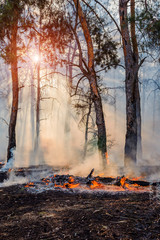 Wall Mural - Forest Fire, Wildfire burning tree in red and orange color.