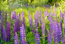 Lupinus, Lupin, Lupine Field With Pink Purple And Blue Flowers